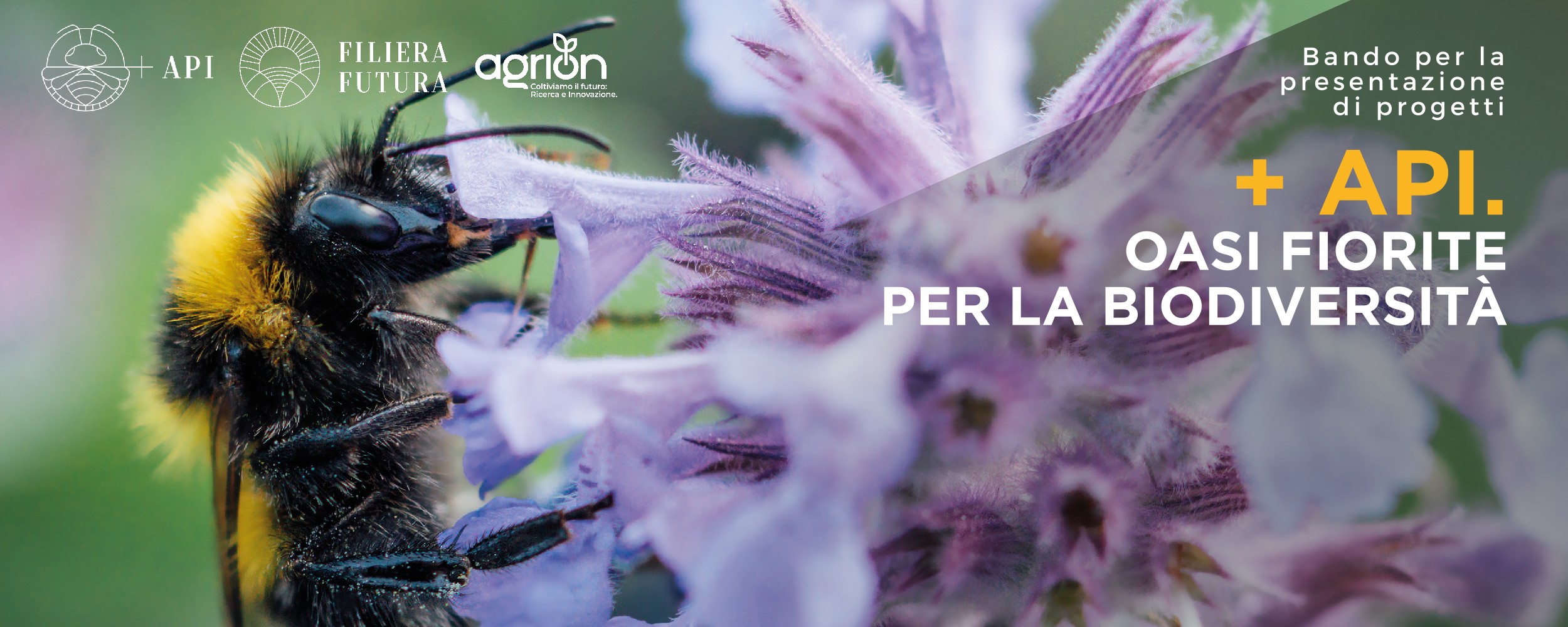 Fondazione Cassa di Risparmio di Ascoli Piceno