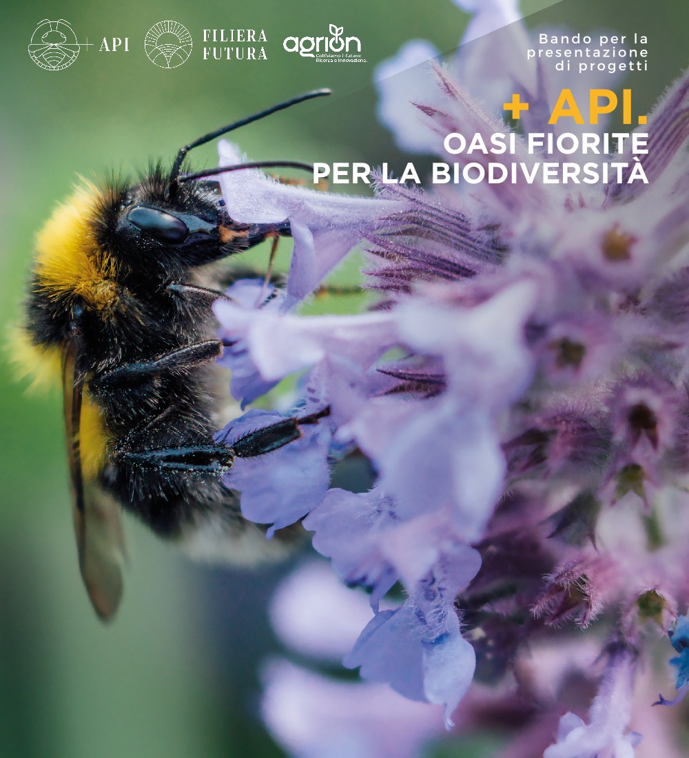 Fondazione Cassa di Risparmio di Ascoli Piceno